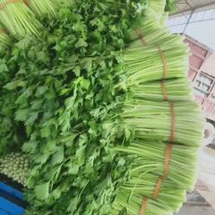 各种价位芹菜，需要老板前来考察