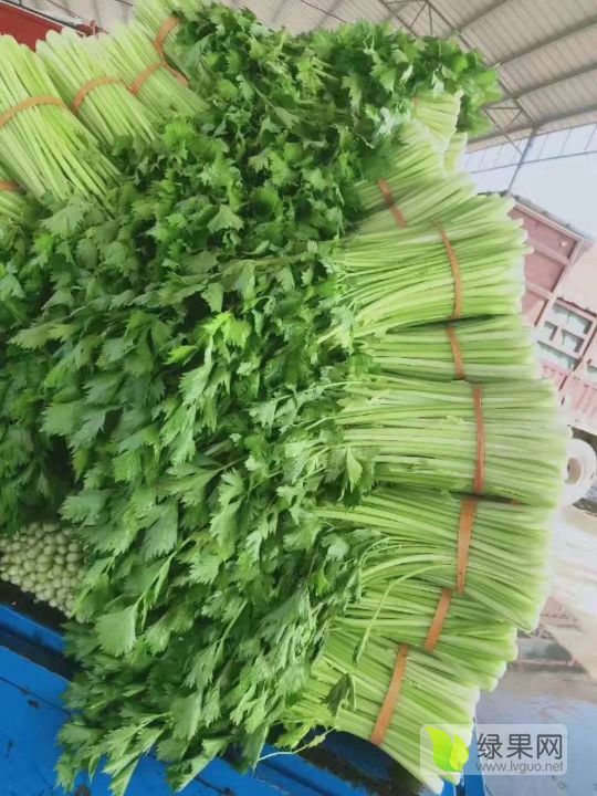 2019年山东金乡玻璃翠芹菜价格