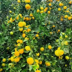 南丰蜜橘大量上市啦！