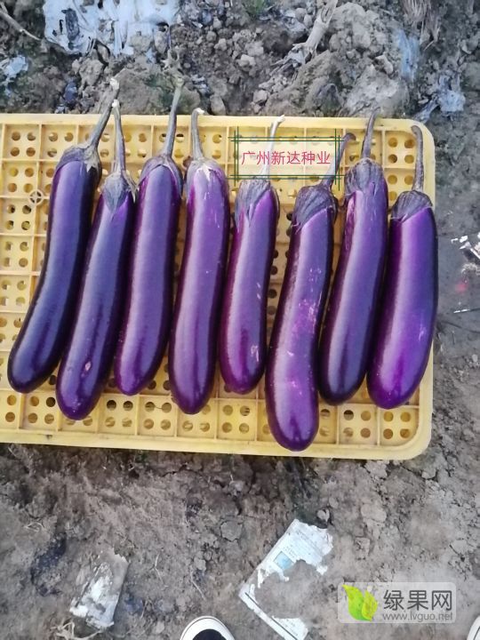 2019年广东天河胜丰深紫红茄价格