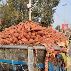 开封祥符区沙地西瓜红量大！！！