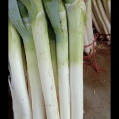 昌乐日本葱特点：葱白长，粗、叶子短