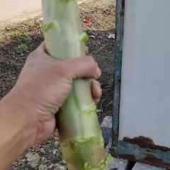 基地直销，尖叶莴笋