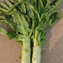 【产地直供】莴笋√一手货源√青皮青肉√质量保证√物流全国