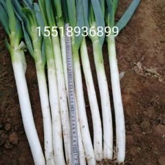 河南省新野县大葱大量上市15518936899