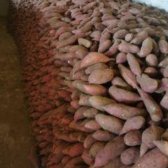 唐山销售大量蜜薯，红薯，产品种类齐全