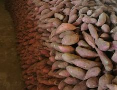 唐山销售大量蜜薯，红薯，产品种类齐全