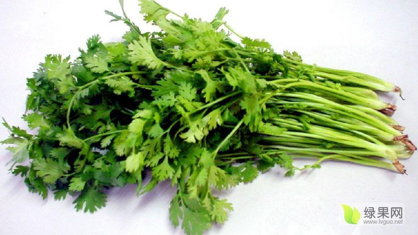 2019年山东安丘大叶香菜价格