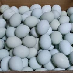 原生态奶油苹果胃健康！吉旭鲜果走进您的餐桌！