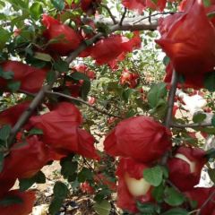 陕西富县，洛川红富士