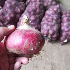 天乐洋葱购销，代销代购，代存。