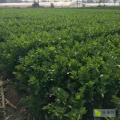 芹菜大量上市，随行就市