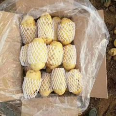 滕州秋季土豆上市了，今年质量好，