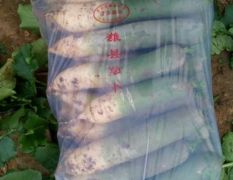 优质潍县水果萝卜大量上市