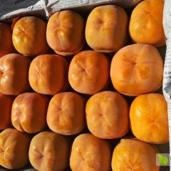 磨盘柿子大量上市中