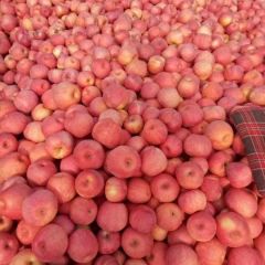 马上上冻，寒富富士好货不多了