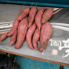 大量供应西瓜红红薯