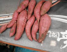 大量供应西瓜红红薯