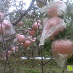 山西临猗冰糖心红富士