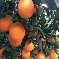 奉节脐橙香甜可口