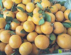 湖南省永州市回龙圩是种植柑橘的生产基地