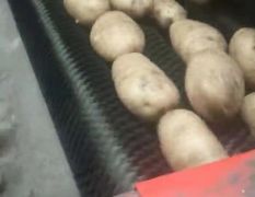 2023新土豆呼伦贝尔优质马铃薯-黄金薯-热销中
