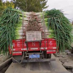 长期供应长白大葱