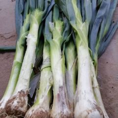 定州鸡腿大葱大量上市，基地直供价格最便宜。