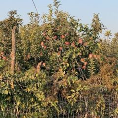 红富士苹果产地批发