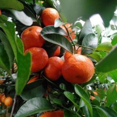 代卖代销砂糖橘 湖北省襄阳市竹叶山市场