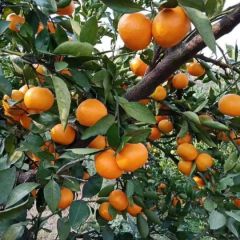 代卖代销橘子 湖北省襄阳市竹叶山水果批发