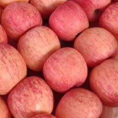 代卖代销各种苹果 湖北省襄阳市竹叶山水果批发市场