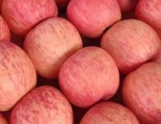 代卖代销各种苹果 湖北省襄阳市竹叶山水果批发市场