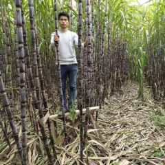 红皮甘蔗，甘甜可口。