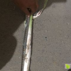 章丘长白大葱白长40-55公分价格美丽