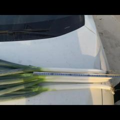 代收代购平度铁杆大葱