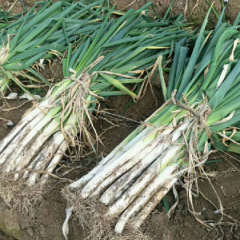 山东安丘长白大葱