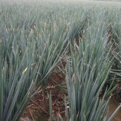 铁杆大葱加工厂