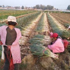 滕州优质大葱大量上市。