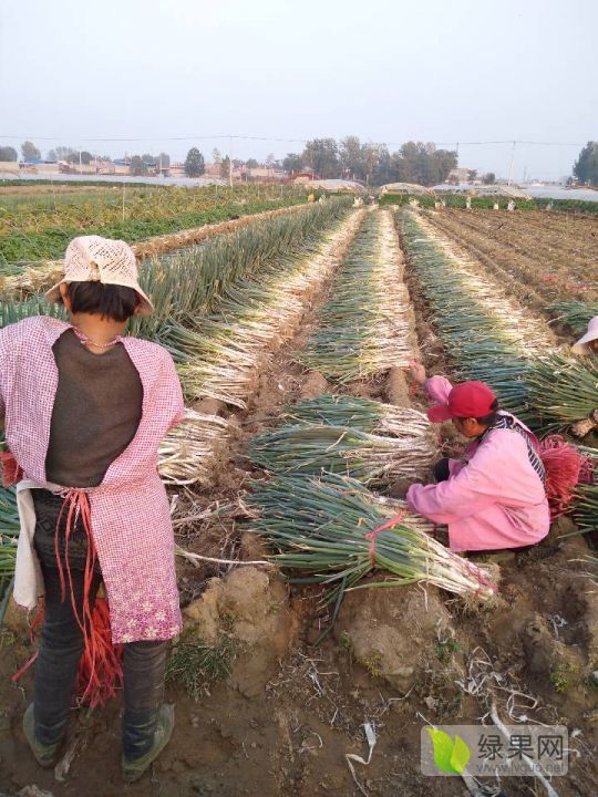 2019年山东滕州铁杆大葱价格
