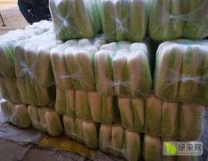 滕州北京新三号大白菜大量供应 市场 超市 出口 酸菜场