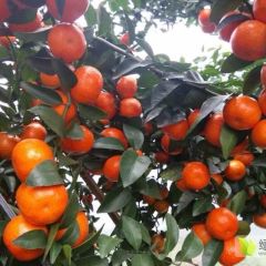 广西桂林沙糖桔脐橙上市，沃柑即将上市