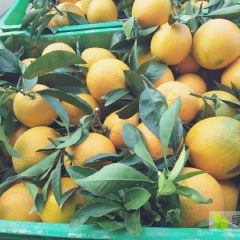 本地是专业种植柑橘基地