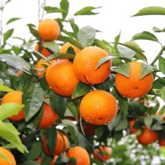 广西桂林大量沃柑，默科特上市，欢迎各位老板咨询