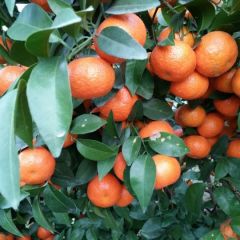 广西桂林大量沙糖桔，脐橙上市，沃柑即将上市