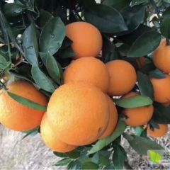 脐橙大量供应 量大有优