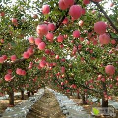 陕西高原红富士脆甜