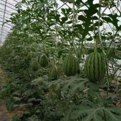 礼品小西瓜蜜茉莉精品吊瓜爬地