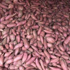 烟薯、薯干、粉条直供