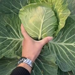 河南小包菜大量上市中